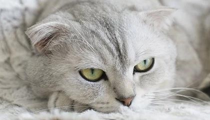 开云体育网页版入口-火箭休赛期着重补强内线 GM：总冠军是唯一目标